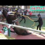 パドックでこけて角田大和騎手の上に乗っかってしまうパルプフィクション