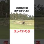 大好きな逃げ馬3選❤️#競馬 #雑学