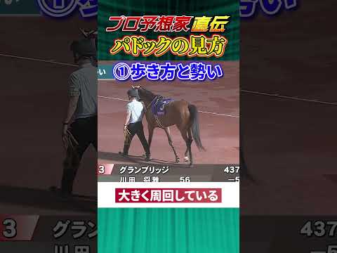 【競馬プロ予想家直伝】100万超払い戻しパドック職人「金子京介」が初心者にパドックの見方を伝授!#パドック予想 #競馬予想 #競馬初心者 #パドックの見方