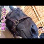 【競馬ファン必見！】皐月賞&日本ダービー二冠馬 ロブチェンの夏休みに潜入！！