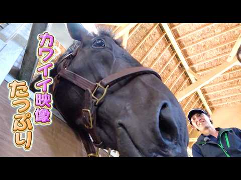 【競馬ファン必見！】皐月賞&日本ダービー二冠馬 ロブチェンの夏休みに潜入！！