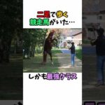二足で歩く競走馬がいた･･･しかも最強クラス#競馬 #horse