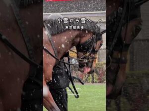 小雪から雪へ|東京競馬場 #競馬 #現地映像 #東京競馬場 #雪 #glay