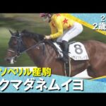 ボクマダネムイヨが7馬身差で圧勝!西村淳也騎手「最後起きていい脚を使ってくれました」2025年 9月21日(日)2歳新馬 阪神ダート1800m 実況:川島壮雄【カンテレ公式】