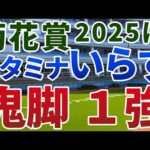 菊花賞2025【絶対軸1頭】公開!長丁場なのにスタミナよりスピード?エリキングとエネルジコが淀で激突!