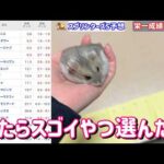競馬予想【GⅠスプリンターズS🐎 2026.9.27】飼ってるハムスター栄一予想！秋GⅠ初戦、全頭からどの馬を選ぶのか！？