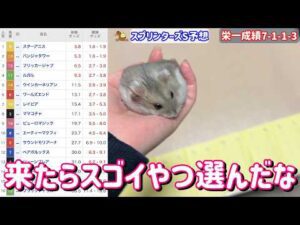 競馬予想【GⅠスプリンターズS🐎 2026.9.27】飼ってるハムスター栄一予想！秋GⅠ初戦、全頭からどの馬を選ぶのか！？