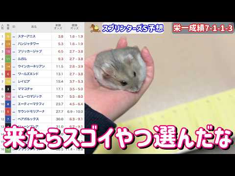 競馬予想【GⅠスプリンターズS🐎 2026.9.27】飼ってるハムスター栄一予想！秋GⅠ初戦、全頭からどの馬を選ぶのか！？