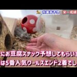 競馬予想【GⅠ秋華賞🐎 2026】ハムスター栄一前回◎ワールズエンド2着!! 全頭から1頭だけ選んでもらいます