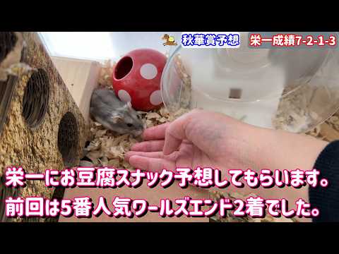 競馬予想【GⅠ秋華賞🐎 2026】ハムスター栄一前回◎ワールズエンド2着!! 全頭から1頭だけ選んでもらいます